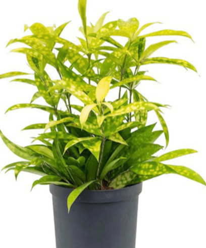 Milky Bamboo