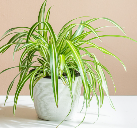 Spider Plant