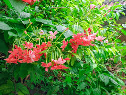 Rangoon creeper