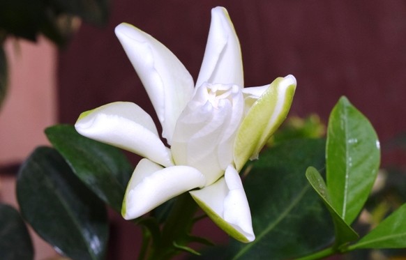Gardenia