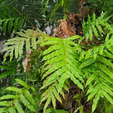 Oak leaf fern