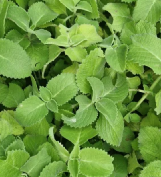 Mexican mint