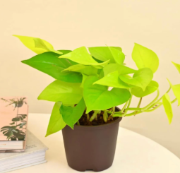 Golden Pothos