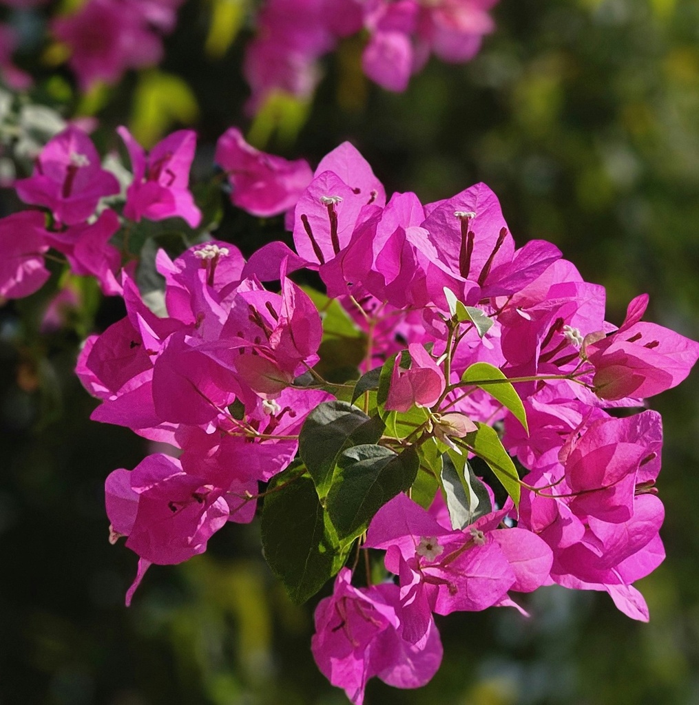 Bougainvillea