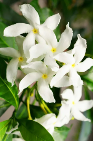 Star Jasmine
