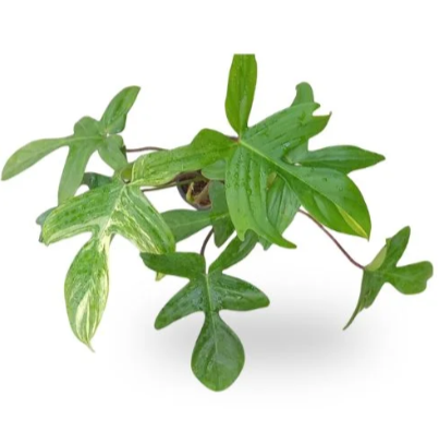 Philodendron Florida ghost