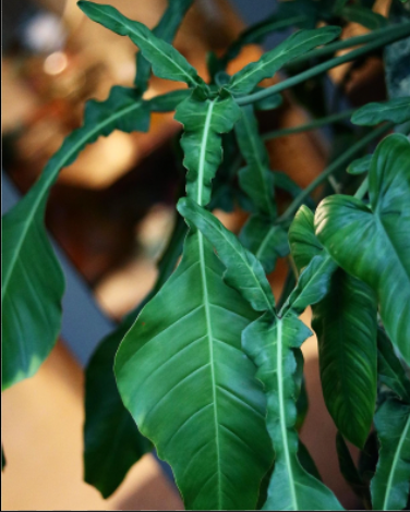 Philodendron Joepii