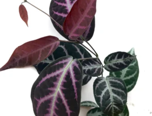 Bignonia Argyro Violacea