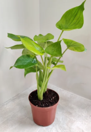 Alocasia Cucullata