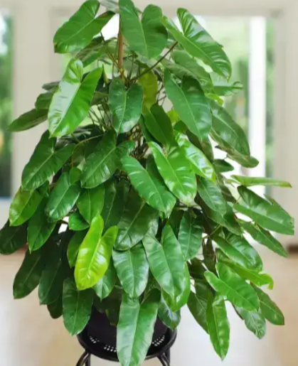 Philodendron Burle Marx
