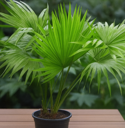 Chinese Fan Palm
