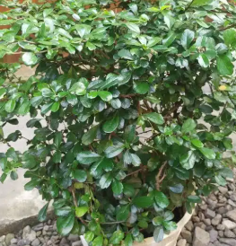 Fukien Tree