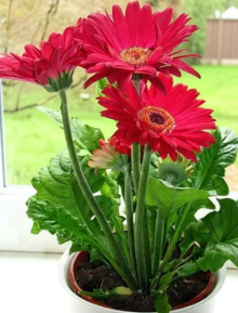 Gerbera