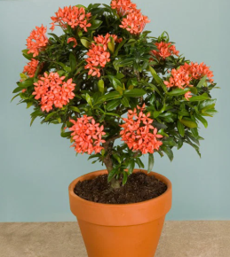 Ixora