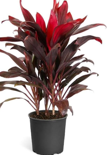Ti Plant