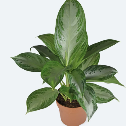 Chinese Evergreen Var. Silver Bay