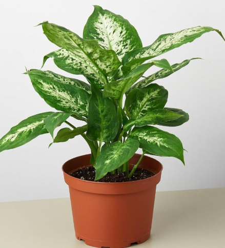 Dumbcane