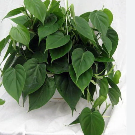 Heartleaf Philodendron