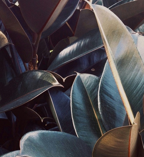 Rubber plant