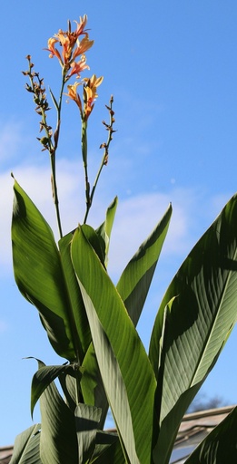 Canna lily