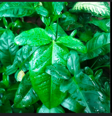 Philodendron Tripartitum