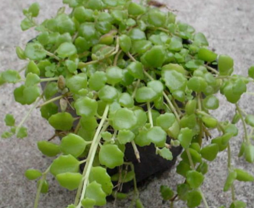 Tangled heart vine (pillow plant)