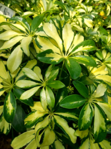 Dwarf Umbrella Plant