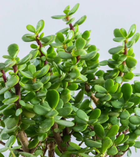 Jade plant