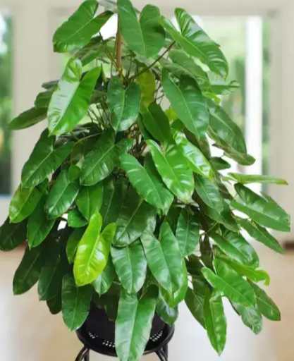 Philodendron Burle Marx