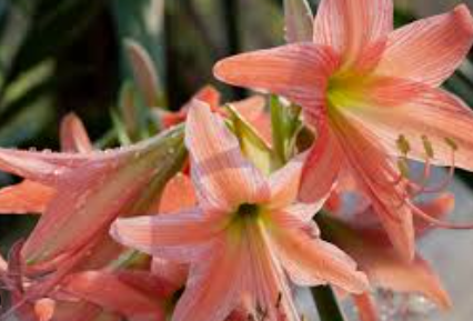 March Lily