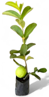 Taiwan Guava