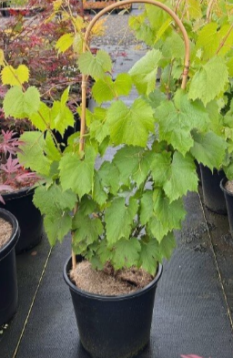 Grape