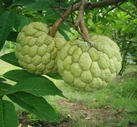Custard Apple