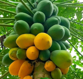 Papaya