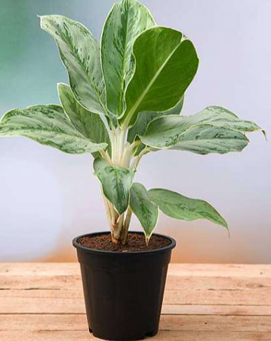 Chinese Evergreen Var. Silver Queen