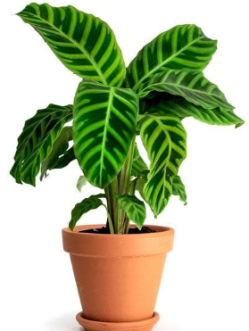 Calathea Zabrina