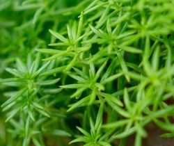 Sedum lineare