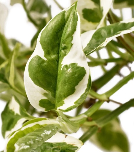 'N' joy pothos